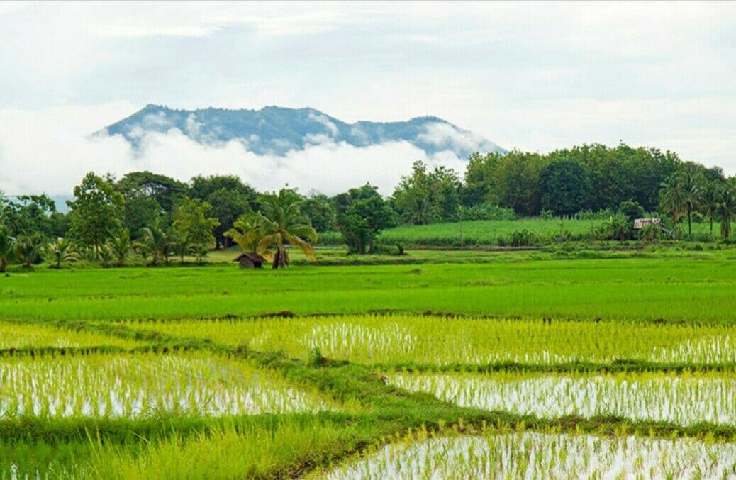 Latar Belakang Desa Gongseng