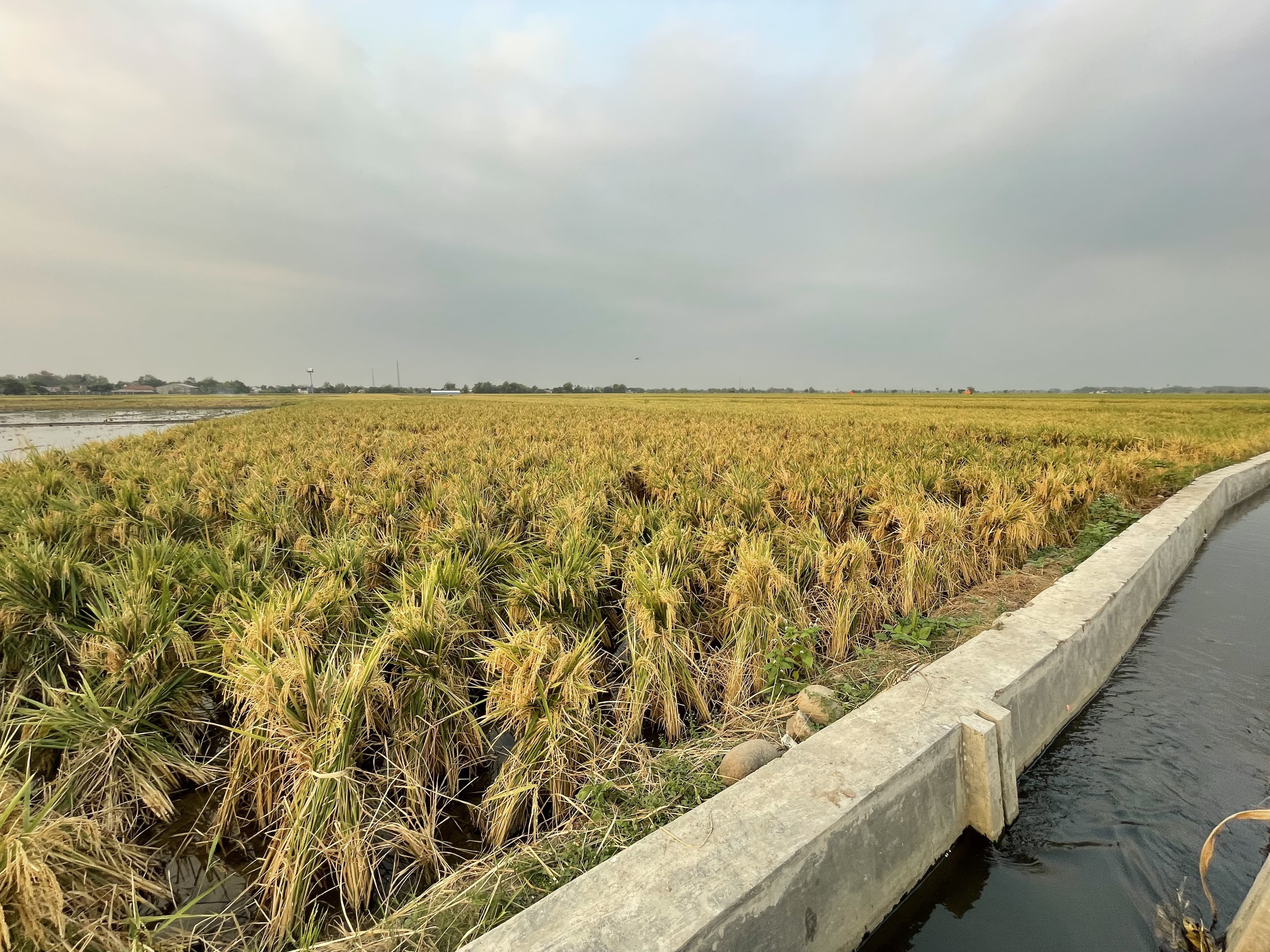 Pemandangan sawah Desa Gongseng